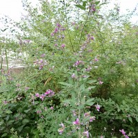 BEDEACB6-3C05-459E-BE04-F02CB2CA0726